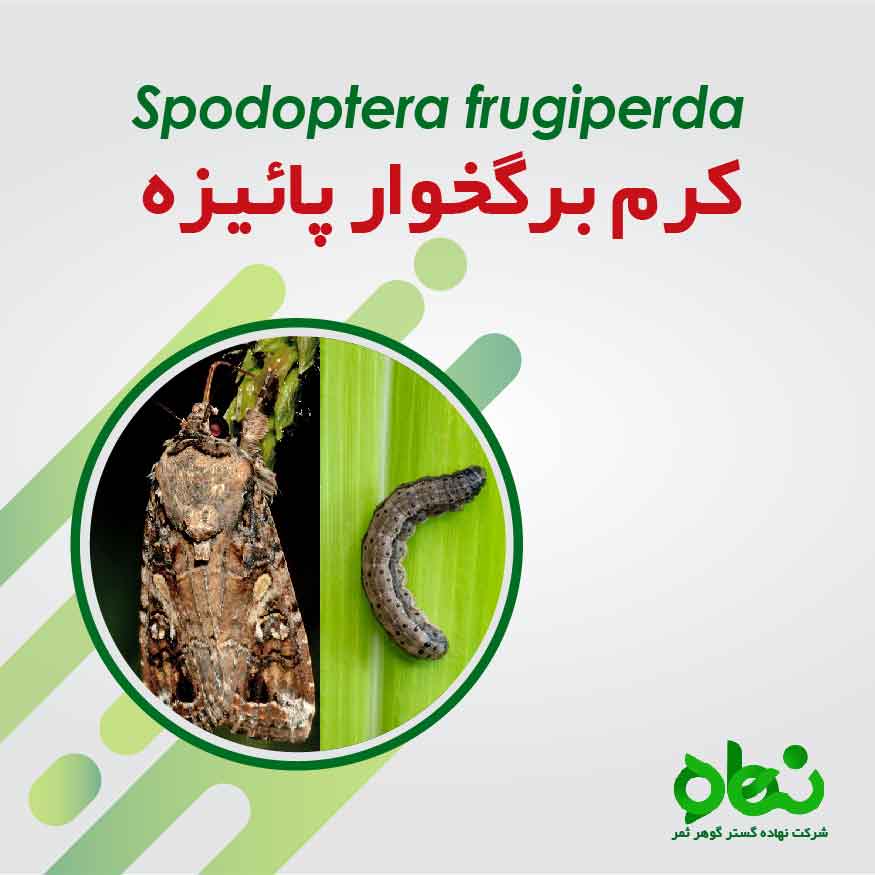 شناسایی و نحوه مبارزه با آفت قرنطینه ای کرم برگخوار پاییزه